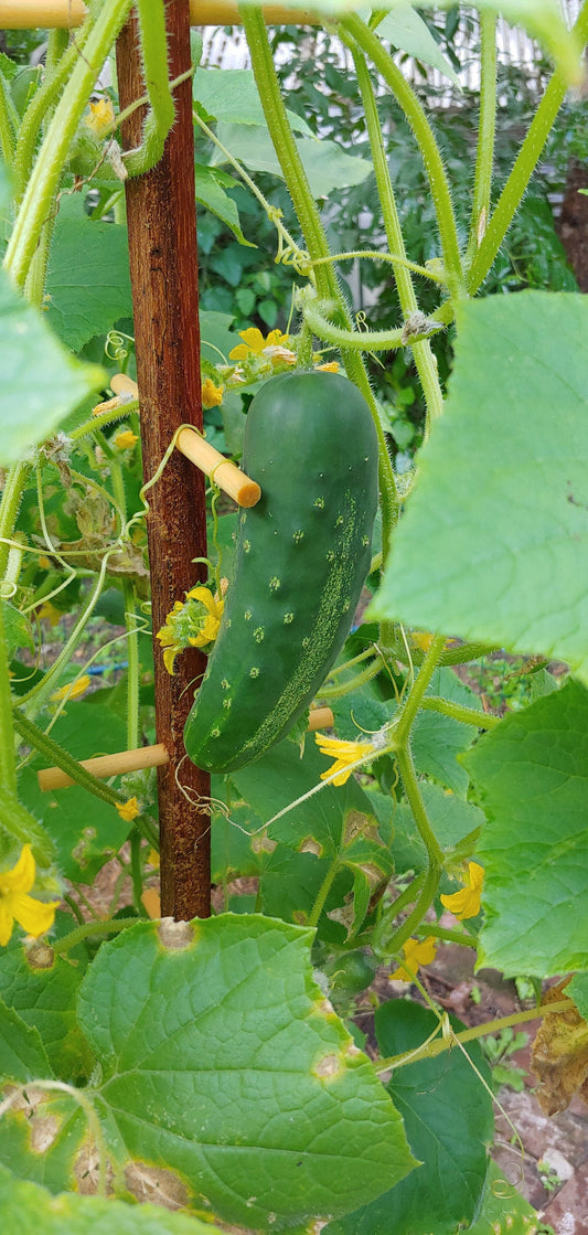 Hardwood Bean & Pea Poles (2-pack)  - Be the first to have these in your garden!